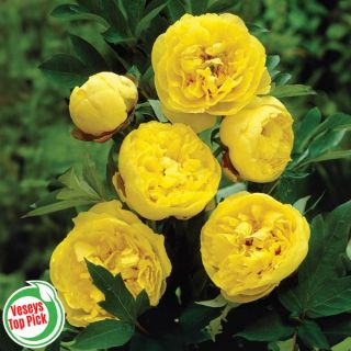 Yellow Crown Itoh Peony Thumbnail